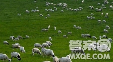 放羊的少年作文700字 关于放羊的少年的作文700字 放羊的少年作文700字 关于放羊的少年的作文700字