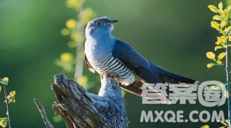 我最喜欢的鸟作文400字 关于我最喜欢的鸟的作文400字 我最喜欢的鸟作文400字 关于我最喜欢的鸟的作文400字