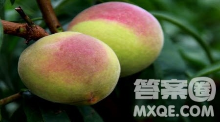 介绍一种水果小学生作文300字 关于介绍一种水果的小学生作文300字