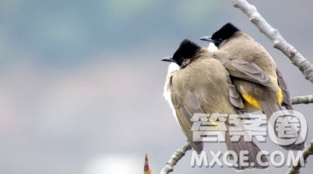 快时代何妨慢慢走话题作文800字 关于快时代何妨慢慢走的话题作文800字