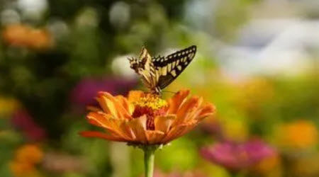 蝴蝶曾来过这里作文600字 关于蝴蝶曾来过这里的作文600字