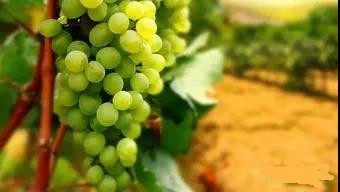 我最喜欢的水果作文400字 关于我最喜欢的水果的作文400字