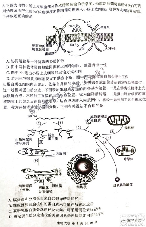 腾云联盟2021-2022学年度上学期高三10月联考生物学试题及答案