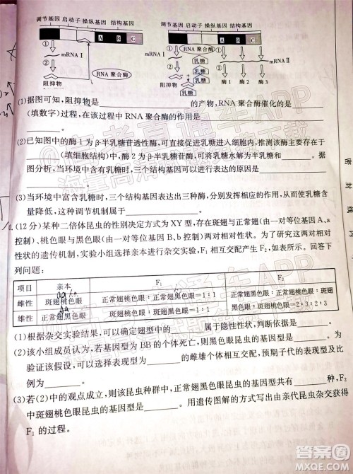 2022届吉林金太阳三十六校高三11月联考生物试题及答案 2022届吉林金太阳三十六校高三11月联考生物试题及答案