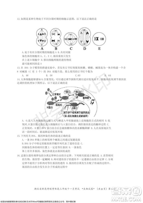 2021年湖北省新高考协作体高三年级十一月考试生物试题及答案