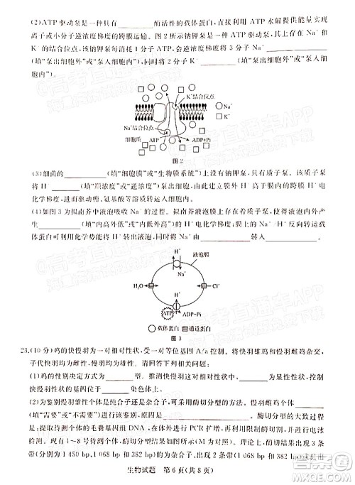 2022届普通高等学校全国统一招生考试青桐鸣12月高三适应性检测生物试题及答案 2022届普通高等学校全国统一招生考试青桐鸣12月高三适应性检测生物试题及答案