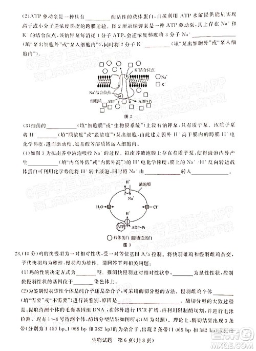 2022届普通高等学校全国统一招生考试青桐鸣12月高三适应性检测生物试题及答案