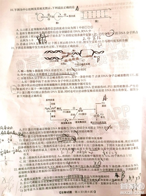 蒙城一中涡阳一中淮南一中怀远一中颍上一中2022届高三第一次五校联考生物试题及答案 蒙城一中涡阳一中淮南一中怀远一中颍上一中2022届高三第一次五校联考生物试题及答案