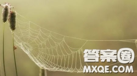 以网为标题作文800字 关于以网为标题的作文800字 以网为标题作文800字 关于以网为标题的作文800字