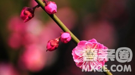 传递____为题作文600字 关于传递____为题的作文600字 传递____为题作文600字 关于传递____为题的作文600字