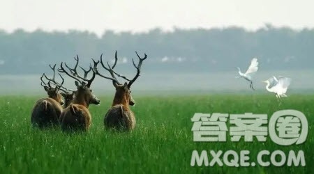 游盐城湿地作文300字 关于游盐城湿地的作文300字