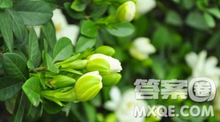 面对赞美话题作文600字 关于面对赞美的话题作文600字 面对赞美话题作文600字 关于面对赞美的话题作文600字