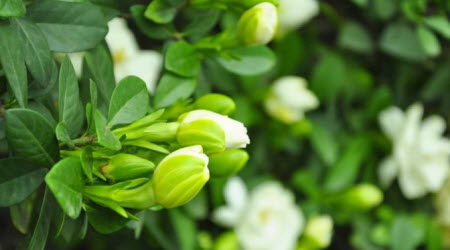 走在春天里作文600字 写走在春天里的作文600字