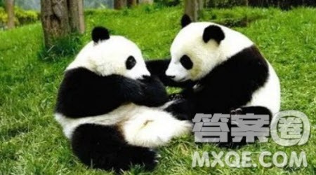 描写大熊猫的三年级作文300字 关于描写大熊猫的三年级作文300字