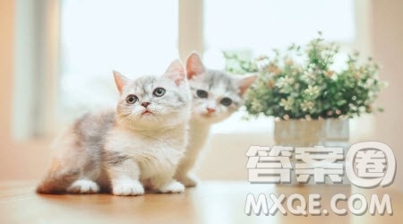 我得到了____为题作文500字 关于我得到了____为题的作文500字 我得到了____为题作文500字 关于我得到了____为题的作文500字