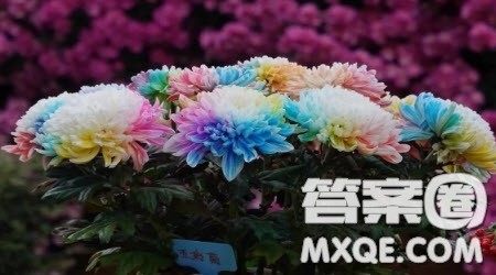 写我最喜欢的花作文400字 关于写我最喜欢的花的作文400字 写我最喜欢的花作文400字 关于写我最喜欢的花的作文400字