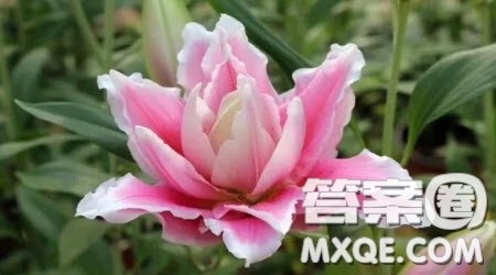 你心里有什么你看到的就是什么材料作文800字 关于你心里有什么你看到的就是什么的材料作文800字