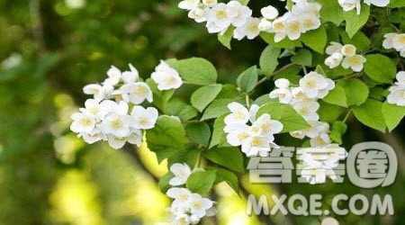 关于写栀子花的作文800字 与栀子花相关的作文800字