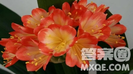 关于春节家乡的风俗的作文400字 写春节家乡的风俗的作文400字