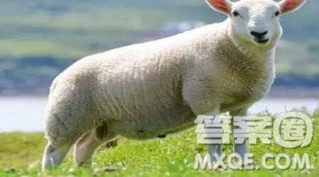 读一头有名字的羊有感作文400字 关于读一头有名字的羊有感作文400字 读一头有名字的羊有感作文400字 关于读一头有名字的羊有感作文400字