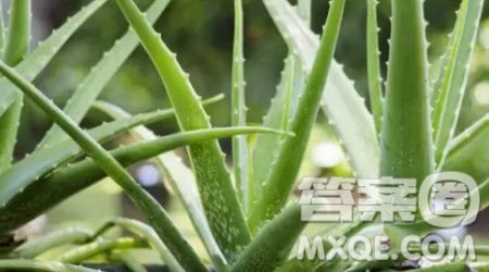 观察芦荟为题作文300字 关于观察芦荟为题的小学作文300字 观察芦荟为题作文300字 关于观察芦荟为题的小学作文300字