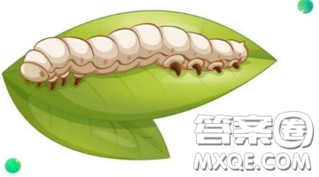 观察桑蚕的作文300字 写观察桑蚕的作文300字 观察桑蚕的作文300字 写观察桑蚕的作文300字