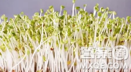 绿豆观察日记为题作文400字 写绿豆观察日记的作文400字