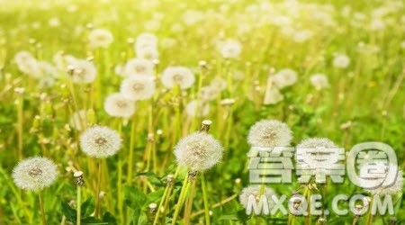 寻找春天二年级作文300字 以寻找春天为题的二年级作文300字