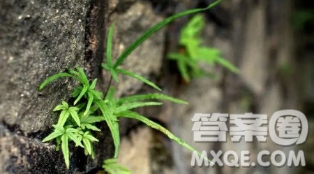 写不一样的美丽的六年级作文400字 关于写不一样的美丽的六年级作文400字