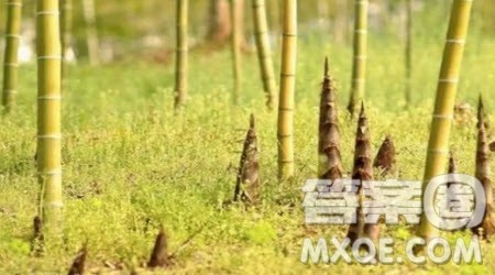 挖竹笋作文300字 写挖竹笋的三年级作文300字