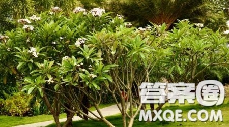 写鸡蛋花树的作文400字 关于写鸡蛋花树的作文400字 写鸡蛋花树的作文400字 关于写鸡蛋花树的作文400字