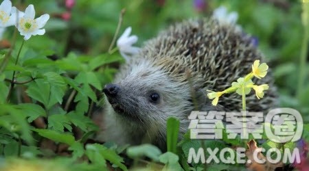 刺猬的困境材料作文800字 关于刺猬的困境的材料作文800字 刺猬的困境材料作文800字 关于刺猬的困境的材料作文800字