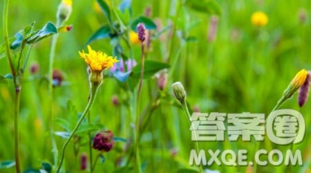 野草与花主题作文600字 写野草与花的作文600字