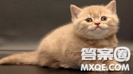 写小猫咪的四年级作文300字 关于描写小猫咪的作文四年级300字