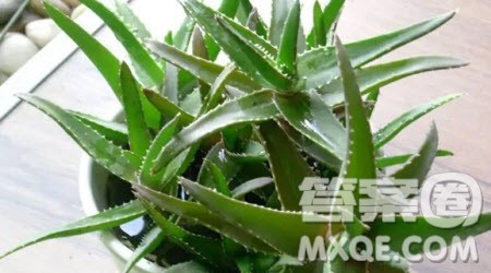 我的生日礼物三年级作文200字 写我的生日礼物的三年级作文200字 我的生日礼物三年级作文200字 写我的生日礼物的三年级作文200字