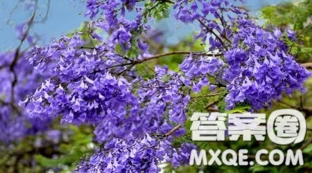 写蓝花楹的作文600字 关于写蓝花楹的作文600字