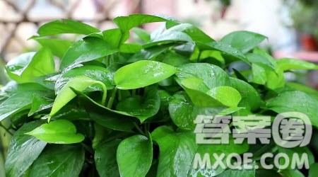 描写绿萝的写景作文400字 关于描写绿萝的写景作文400字 描写绿萝的写景作文400字 关于描写绿萝的写景作文400字