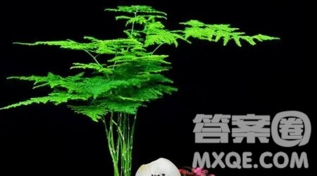 描写文竹的小学生作文400字 关于描写文竹的小学生作文400字 描写文竹的小学生作文400字 关于描写文竹的小学生作文400字