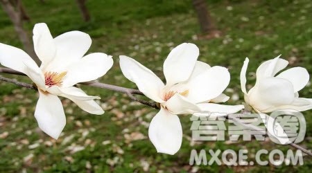 写玉兰花的作文400字 关于写玉兰花的作文400字 写玉兰花的作文400字 关于写玉兰花的作文400字