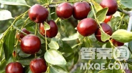 故乡的___为题作文600字 以故乡的___为题的作文600字 故乡的___为题作文600字 以故乡的___为题的作文600字