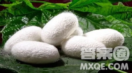 养蚕后的感悟四年级作文400字 关于养蚕后的感悟的四年级作文400字 养蚕后的感悟四年级作文400字 关于养蚕后的感悟的四年级作文400字