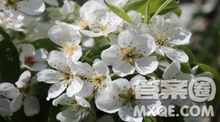 描写春天喜欢的花作文300字 关于描写春天喜欢的花的作文300字 描写春天喜欢的花作文300字 关于描写春天喜欢的花的作文300字