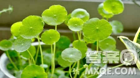 羊角花铜钱草读后感1000字 关于羊角花铜钱草的读后感1000字