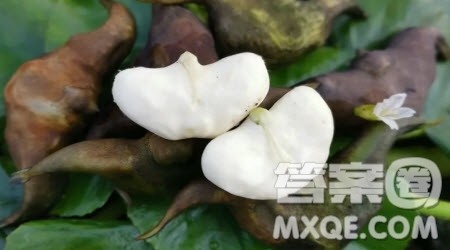 北人不识菱作文400字 写北人不识菱的作文400字 北人不识菱作文400字 写北人不识菱的作文400字
