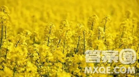 金黄的油菜花作文600字 关于金黄的油菜花的作文600字