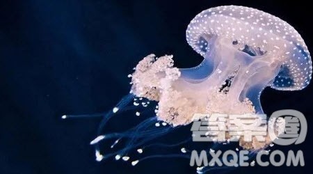 观察水母的小学生作文300字 写观察水母的小学生作文300字 观察水母的小学生作文300字 写观察水母的小学生作文300字