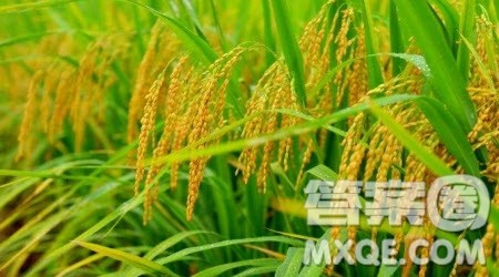 一滴水经过丽江作文仿写 关于一滴水经过丽江的作文仿写