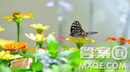 破茧成蝶为题作文600字 关于破茧成蝶为题的作文600字