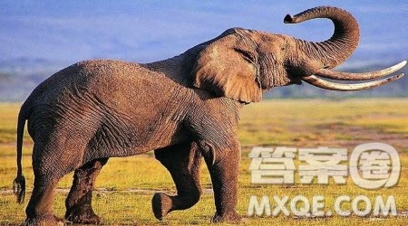 大象变小了想象作文400字 关于大象变小了的想象作文400字 大象变小了想象作文400字 关于大象变小了的想象作文400字