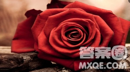 妈妈的玫瑰花作文400字 写妈妈的玫瑰花的作文400字 妈妈的玫瑰花作文400字 写妈妈的玫瑰花的作文400字